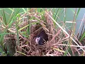 Download Lagu BURUNG INI YANG DI BILANG BURUNG KROAK KROAK JARANG DI JUMPAI SARANG NYA