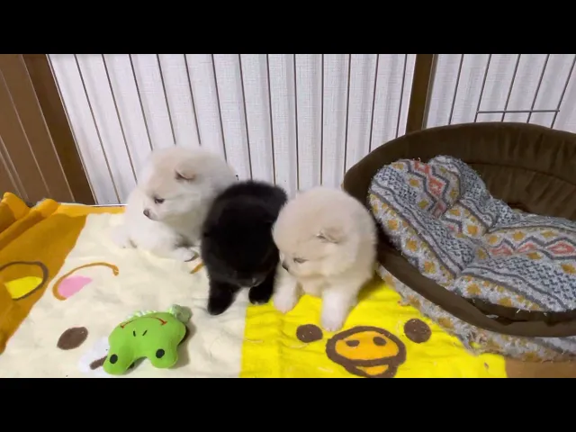 動画