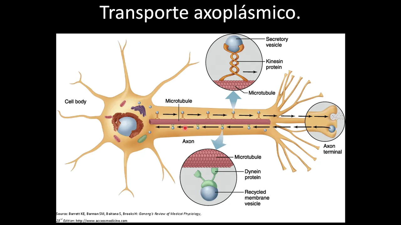 Neurofisiología Nutrición