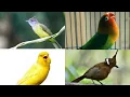 Download Lagu Suara Cucak Jenggot Lovebird Kenari Cililin ampuh untuk masteran Murai Batu Juara back sound air
