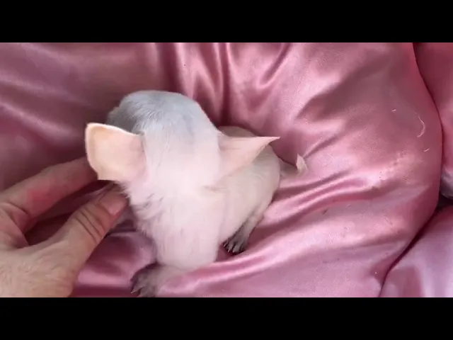 動画