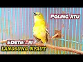 Download Lagu Suara Cipoh Gacor Pancingan Paling Jitu 5 Detik Cipoh Diam Langsung Nyaut@Ruyuk Channel