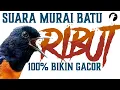 Lagu KRETEKAN MURAI BATU RIBUT 100% BIKIN GACOR - PANCINGAN MURAI BATU AGAR BUNYI GACOR BONGKAR MATERI