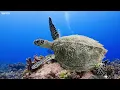 Aquarium 4K Ultra HD - Stunning Coral Reef Fish with Relaxing Meditation Music for Sleep