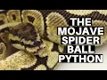 Morph Guide The Mojave Spider Ball Python - Benjamin s Exotics
