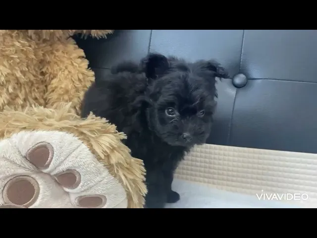 動画