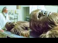 One Scientist Learned Bigfoot's Real Original, What He Discovered Will Amaze You - Sasquatch Story