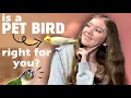 SHOULD YOU GET A PET BIRD What you should know before bringing home a parrot