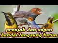 Download Lagu suara pikat prenjak dan sogok ontong susah turun paling manjur di jamin langsung turun dan kena a43