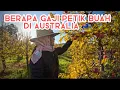 Download Lagu BERAPA GAJI PETIK BUAH DI AUSTRALIA 🇦🇺