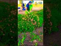 Download Lagu jeevacha Raan  new song#newvideo#ytshorts#trending#viral#viralvideo#youtubeshorts