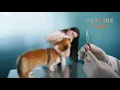 Dog and cats with autoimmune disease - To vaccinate or not