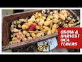 Download Lagu Grow and Harvest Oca Tubers in a Small Space with Zero Maintenance