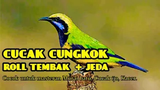 Download Masteran Cucak Ijo tembakan cungkok jeda 1-2 menit MP3