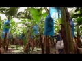 Download Lagu DOLE - Harvesting Bananas
