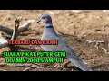 Download Lagu Suara Pikat Puter Geni, Pikat Puter Geni, Suara Puter Geni