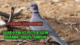 suara pikat puter geni pikat puter geni suara puter geni