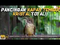 Download Lagu MASTERAN KATOEN TOTAAL KRISTALSCHIETEN!!