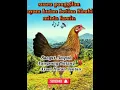 Download Lagu suara ayam hutan betina birahi minta kawin, sangat ampuh‼️#ayam #rooster #ayamhutan #trending