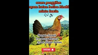 suara ayam hutan betina birahi minta kawin sangat ampuh ayam rooster ayamhutan trending