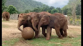 Top Ten Baby Elephants At Play 2024 ElephantNews 