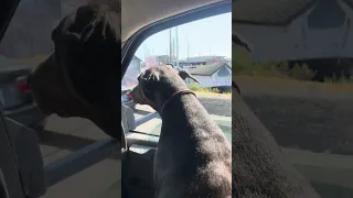Unique to say the least ! So much of it here #fyp #vlog #sailing #doberman #pets
