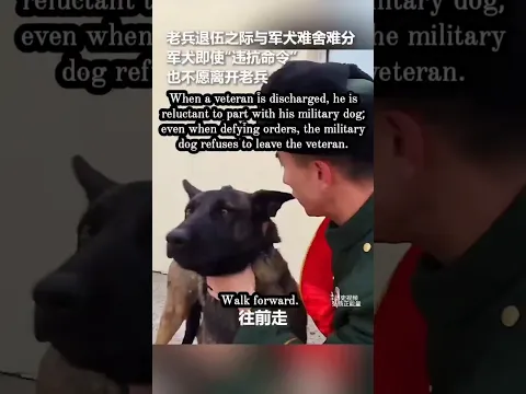 🇨🇳 退伍时刻,军犬不舍战友离去 🇬🇧 A Military Dog Struggles to Say Goodbye to His Veteran Partner