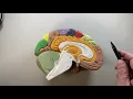 Mid-sagittal section of the brain made simple