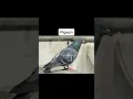 Animals With Down Syndrome