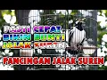 Download Lagu JALAK SUREN  YANG PASTI BISA BIKIN JALAK SUREN LAIN IKUT BUNYI koar koar#jalaksuren #jalaksurengacor