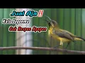 Download Lagu BELUM 5 DETIK SOGON IJOAN TROTOLAN NDASI DISITU LANGSUNG IKUT GACOR NGKLEPER‼️PENGGACOR SOGON BAHAN