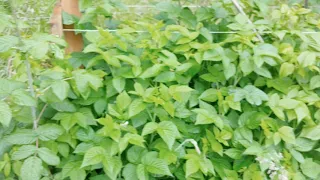 Hardy Kiwi Issai Western Washington Zone 8b 