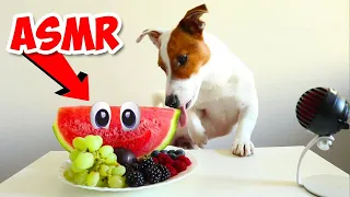 Собака кушает Фрукты (Черника, Арбуз, Ежевика 😱 ) 🐾 ASMR Локи Бобо