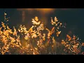 Download Lagu Lost Son - Blossom