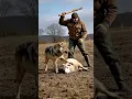 Lagu Incredible moment brave farmer saves sheep from wolf attack #wolf #farmer