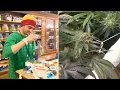 Recreational marijuana sales begin in NJ What to know