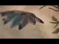 Flocks a Mile Wide (Visualizer) - Christopher Tin & Royal Philharmonic Orchestra