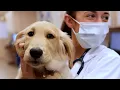 VCA Becker Animal Hospital - San Antonio Texas