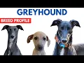 Greyhound Breed Profile History - Price