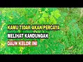 Download Lagu MANFAAT DAUN KELOR TAK SELEBAR DAUNNYA || Moringa Oleifera