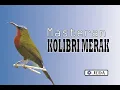 Download Lagu MASTERAN KOLIBRI MERAK - Terapi burung juara