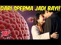 Lagu BEGINI LOH! PROSES PEMBUATAN ANAK DI DALAM PERUT IBU | DARI SPERMA HINGGA LAHIR