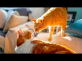 Download Lagu Kattenslaapmuziek: rustgevende piano voor ontspanning en stressverlichting - kalmerende melodieën...