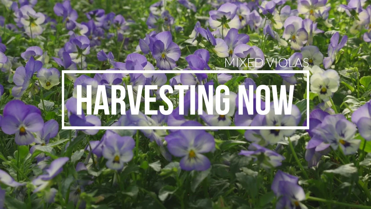 Harvesting Now   Mixed Violas