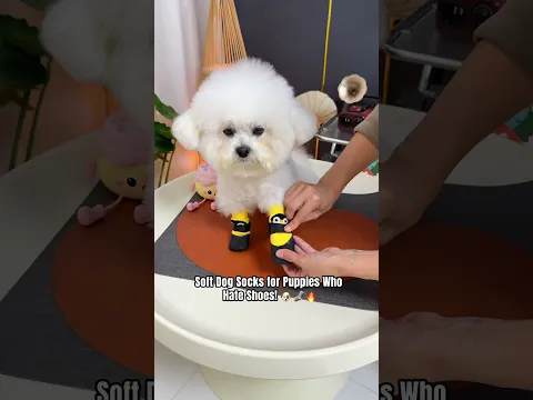 Comfortable Dog Socks β No More Fighting Over Shoes #DogSocks #DogBoots #PetSocks #DogShoes #CuteDog
