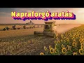 Download Lagu Napraforgó aratás