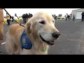 Comfort dog helps support firefighters and evacuees during Spokane wildfires