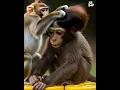 Download Lagu monkey fanney Tiktok short video 🤣🤣