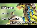 Download Lagu Suara Pikat Anakan Burung Sogok Ontong||100%Ampuh||Anti Zonk