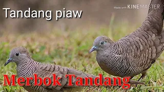 suara merbok krok tandang terbaik untuk pancingan mp3